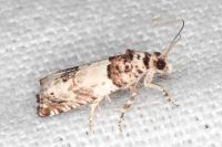 Epinotia thapsiana