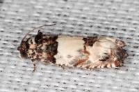 Epinotia thapsiana