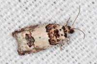 Epinotia thapsiana