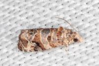 Lobesia botrana