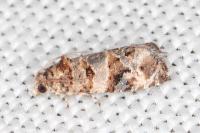 Lobesia botrana
