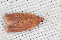 Clepsis consimilana