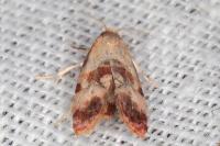 Neocochylis millierana
