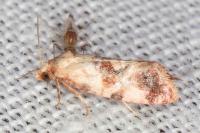 Neocochylis millierana