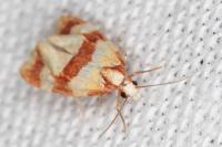 Phalonidia albipalpana