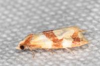 Phalonidia albipalpana