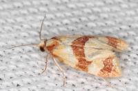 Phalonidia albipalpana
