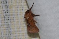 Triodia sylvina
