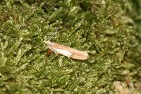 Ypsolopha parenthesella
