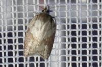 Acleris sparsana