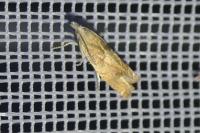 Eucosma conterminana