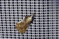 Acleris cristana