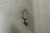 Ethmia quadrillella