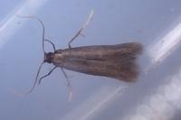 Coptotriche angusticollella