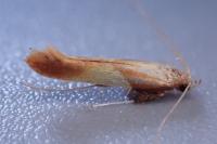 Caloptilia robustella