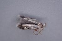 Etainia sericopeza