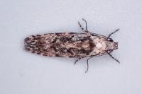 Carpatolechia decorella