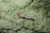 Pseudopostega crepusculella