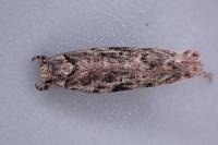 Psoricoptera gibbosella