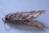 Psoricoptera gibbosella
