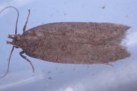 Bryotropha terrella