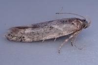 Klimeschiopsis kiningerella