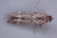 Klimeschiopsis kiningerella