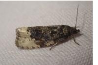 Hedya ochroleucana