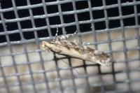 Aristotelia decoratella