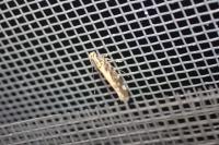 Aristotelia decoratella