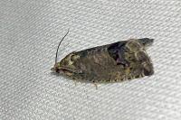 Cydia splendana