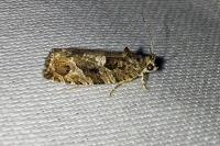 Eudemis profundana