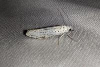 Yponomeuta evonymella
