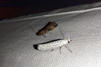 Yponomeuta evonymella