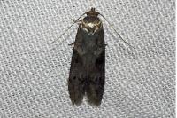 Blastobasis glandulella