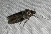 Blastobasis glandulella