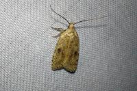 Agonopterix assimilella