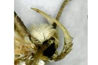 Agonopterix assimilella