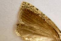 Agonopterix assimilella