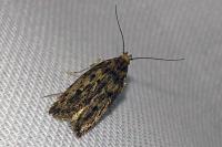 Hofmannophila pseudospretella
