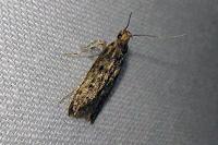 Hofmannophila pseudospretella