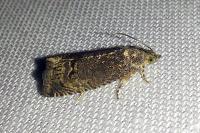 Cydia splendana