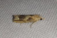 Eucosma conterminana