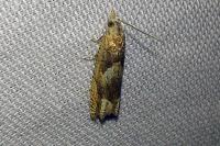 Eucosma conterminana