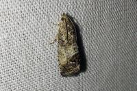 Cydia splendana