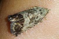 Cydia splendana