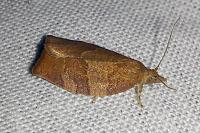Pandemis heparana