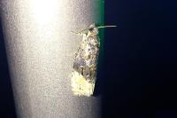 Apotomis betuletana