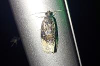 Apotomis betuletana