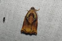 Archips podana
